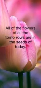 Pink tulip with inspirational text overlay about future flowers and seeds