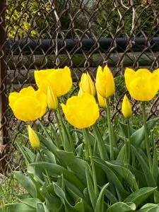 Bright yellow tulips with green stems and leaves growing against a chain-link fence.